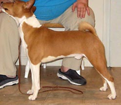 Basenjis puppy for sale