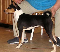 Matahauri Basenji pup for sale