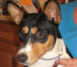 Matahauri Basenji pup for sale