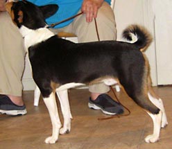 Matahauri Basenji pup for sale