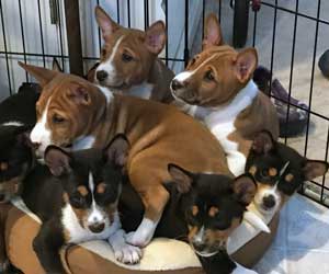 Oso on top of pile of basenji puppies